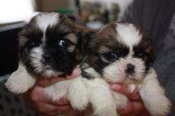 Lovely Shih Tzu Puppies for sale
