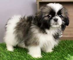 Beautiful And Potty Trained Shih Tzu Puppies