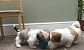 Shih tzu puppies now available