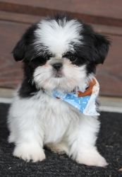 Lovely Shih Tzu Puppies Ready to join new families