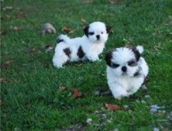 Male and female Shih Tzu puppies.