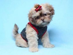 Amazing Shih Tzu Puppies For Sale