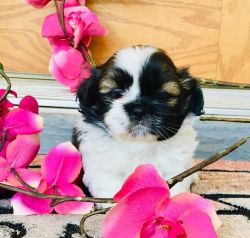 Cute Shih Tzu pups for sale