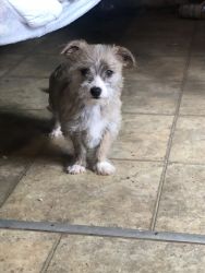 Puppy mix need a home