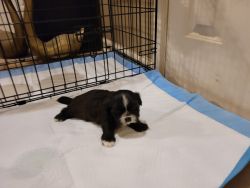 Shi-tzu puppies for sale
