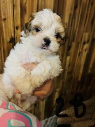 Shorkie puppies ready for a new home