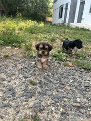 Shorkie for Sale