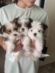 Yorkie/Shitzu puppies from a loving home