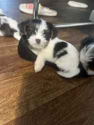 Yorkshire /Shitzu puppies, born 06/27/2023
