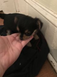 Teacup shorkie Monticello Ar sold