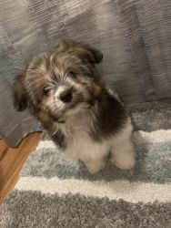 Female shorkie puppy for sale