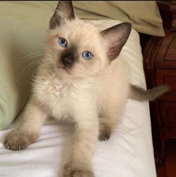 Siamese Kittens for sale. Text or WhatsApp at.... +1(5xx) xx4-36xx