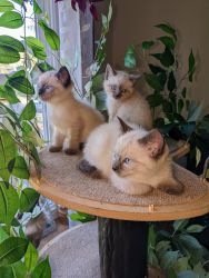 Adorable Siamese Himalayan kittens