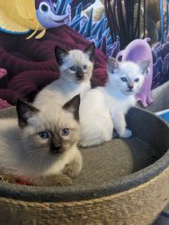 Adorable Siamese Himalayan kittens north Jersey