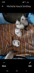 5 siamese kittens for sale!