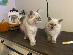 Siamese Kittens For Good & Caring Homes ONLY
