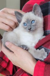 Registered Pedigreed Kittens for sale