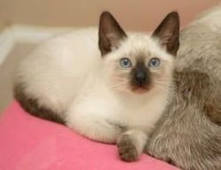 Quality Male And Female Siamese Kittens Ready