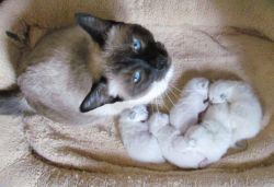 Siamese Kittens Michigan