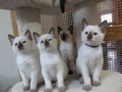 Siamese Kittens Blue-Seal-Lilac-Chocolate