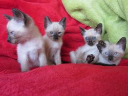 Four Gorgeous Siamese Babies Available