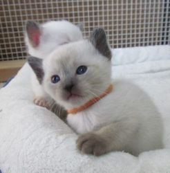Siamese Kittens Michigan