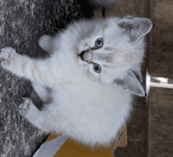 Siamese Kitties for Sale