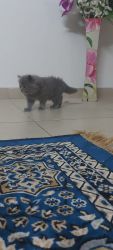 Siberian demale kitten's available for sale