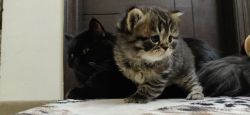 Siberian kittens