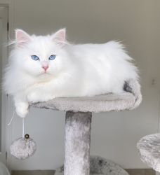 Stunning Siberian kitten Milky available in Miami