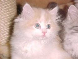 BOUNCING AND ENERGETIC SIBERIAN KITTENS FOR ADOPTION