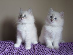 Siberian / Neva masquerade kittens. Elite.