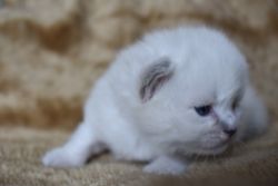 Elite Siberian kittens, purebred, hypoallergenic