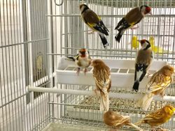 Siberian Goldfinches For Sale