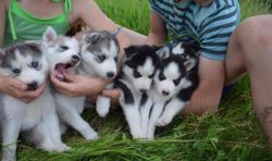 generous Siberian Husky Puppies