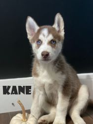 Kane - Siberian Husky Puppy