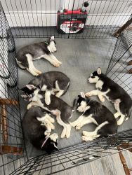 Pure Bred Siberian Huskies for Sale
