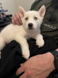 Husky Puppy for Sale