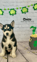 Chico - Male