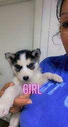 Beautiful husky Puppies looking for there forever home