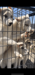 Siberian Husky Puppies For Sale