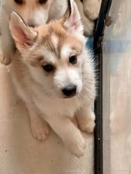 Husky pups to be rehomed