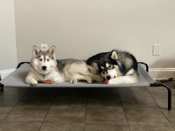 Purebred Siberian Husky PUPPIES For Sale FULL-AKC registered.