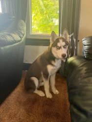 6 month old Siberian Husky - Red - Pure Bred - Male