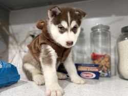 Husky puppies looking for a good home