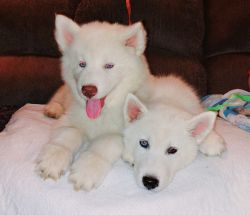 Akc siberian husky pups, white blue eyes!