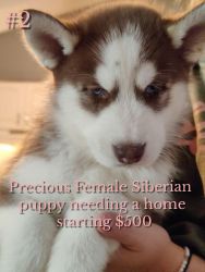 I have three 8 week old female Siberian Huskies for sale