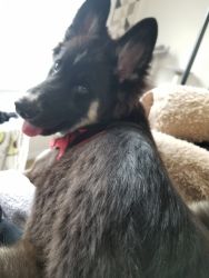 10 month old German Shepherd Husky Mix