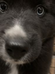 Female Husky pup for sale!