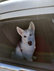 I'm rehoming my husky , she's a girl I'm only asking 150 $